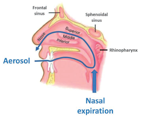 Figure 1: The RetroNose concept: drug delivery through the buccal cavity during the nasal expiratory phase, causes drug particles to enter the nasal cavities through the rhinopharynx.