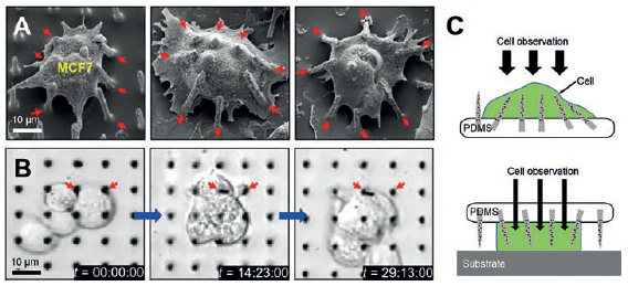 Figure 3: SEM images of tilted Si NNs on a PDMS substrate interacting with a MCF7 cell (A), real-time observation of the MCF7 cells through the transparent PDMS substrate (B) and schematic illustrations of the possible injection schemes from either top or bottom of cells (C).