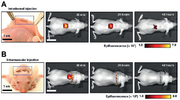 Figure 4: Demonstrations of intradermal (A) and intramuscular (B) injection of the Si NN-patch in mice. The in vivo imaging system (IVIS) images display the diffusion of small-molecule dyes through the skin and muscles after injection.