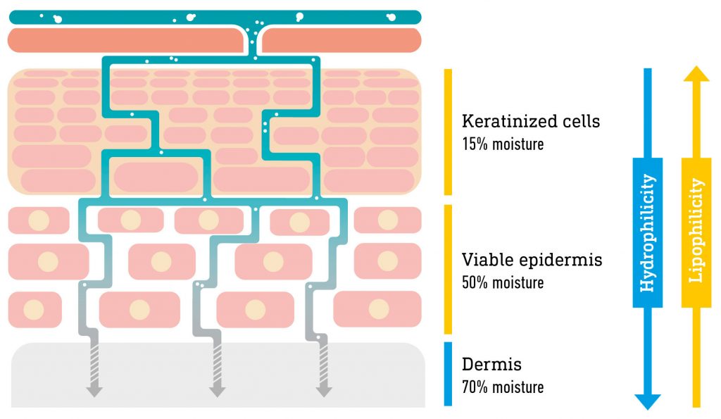 #100 - Gattefosse - Figure 1: Schematic representation of the structure of the skin.