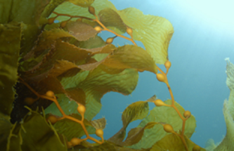 SUSTAINABLE PHARMACEUTICALS CAN OUTPERFORM THROUGH NATURALLY DERIVED INGREDIENTS & DEEP EXPERTISE