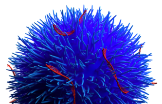 ARE ORAL FORMULATIONS OF OLIGONUCLEOTIDE THERAPEUTICS WITHIN REACH?